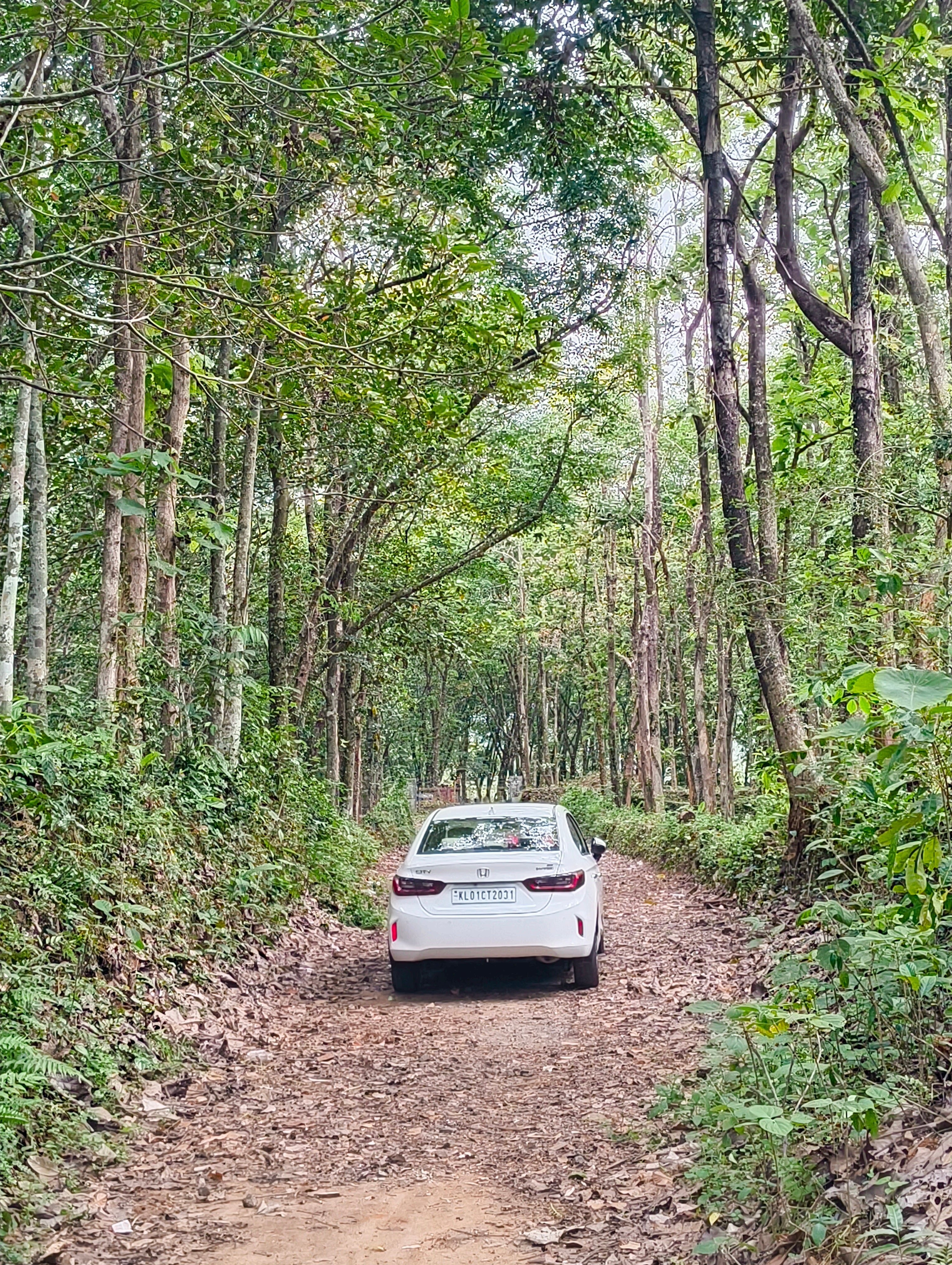 rear view of a Honda City on a forest road