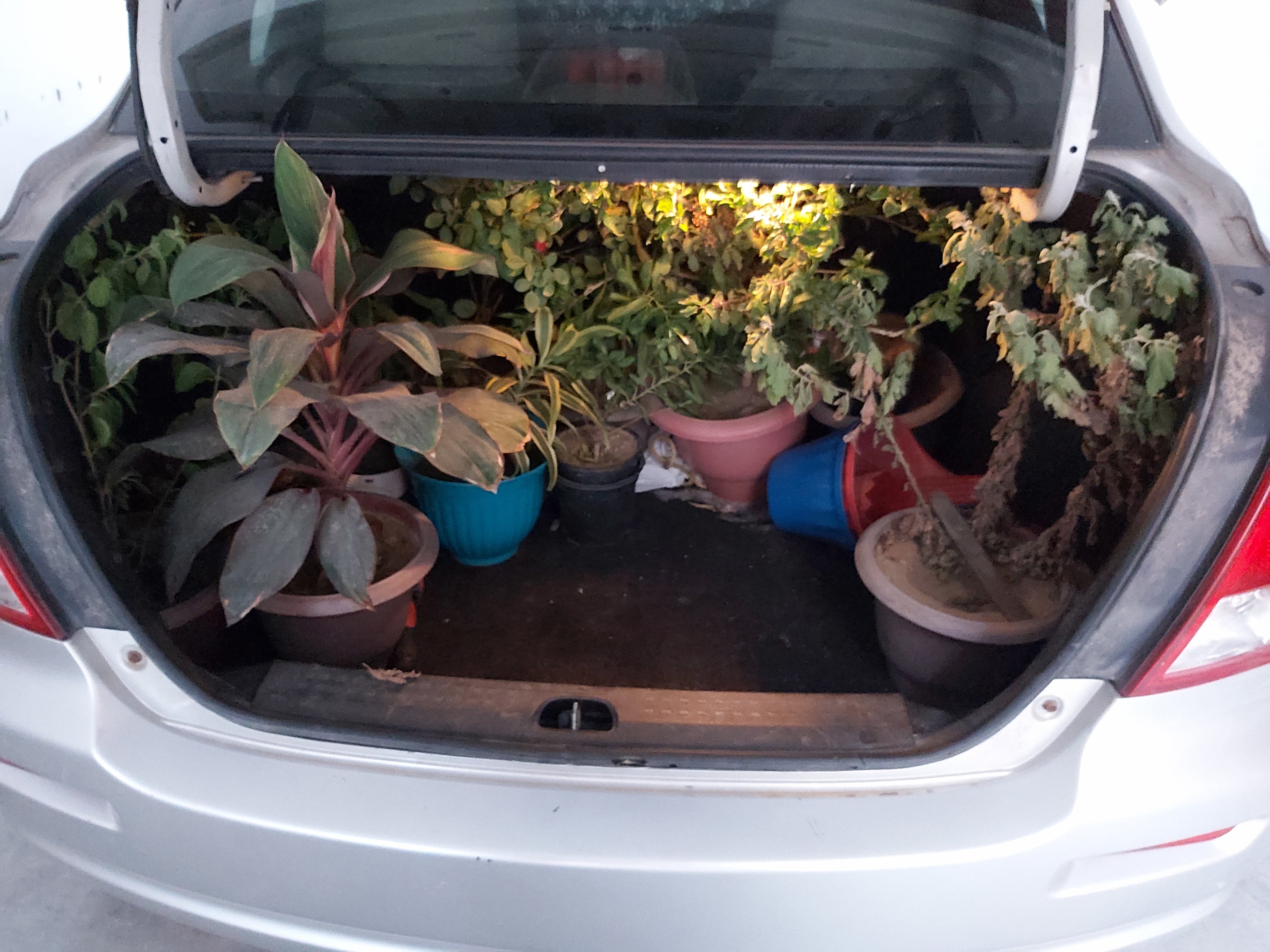 Open trunk packed with potted plants of a Maruti Suzuki Dzire